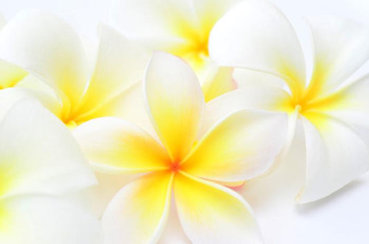 Tropical frangipani