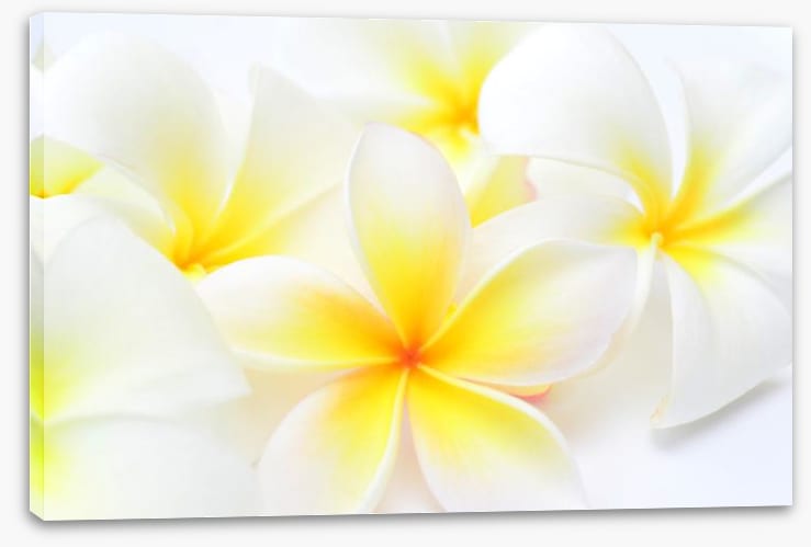 Tropical frangipani