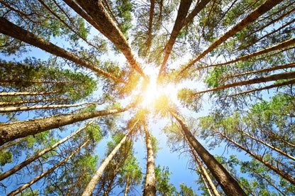Sky reach sunlight