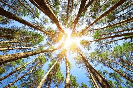 Sky reach sunlight