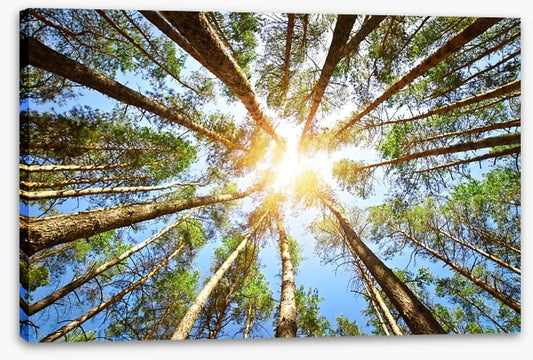 Sky reach sunlight