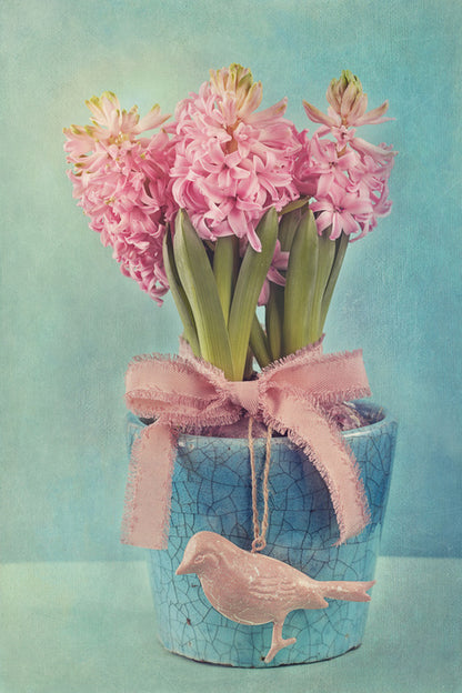 Pink hyacinth pot