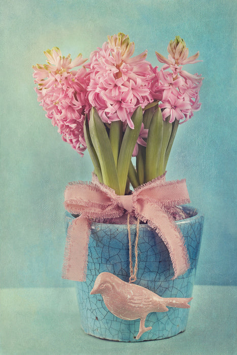 Pink hyacinth pot