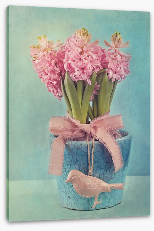 Pink hyacinth pot