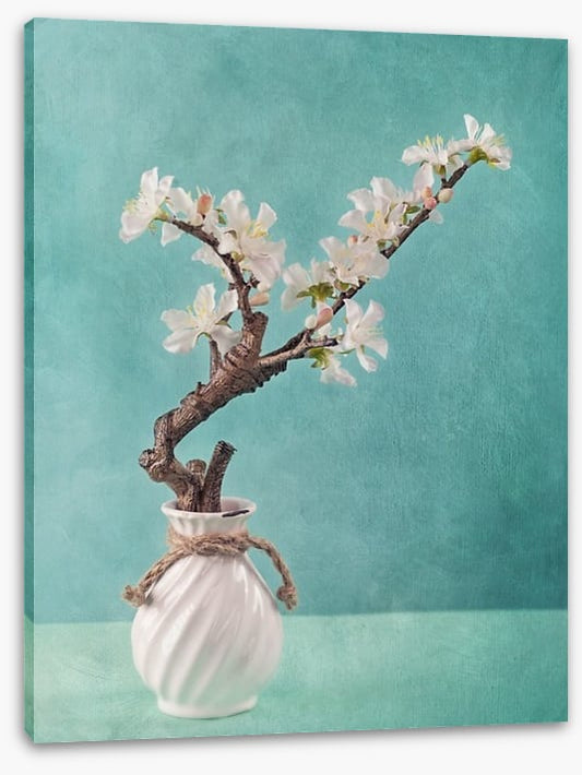 Spring apple blossoms