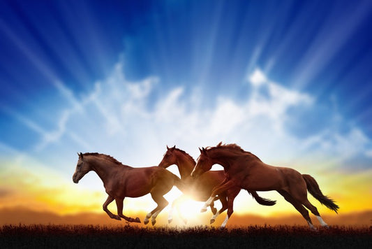 Galloping horse sunbeam