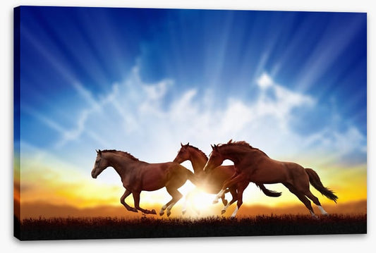 Galloping horse sunbeam