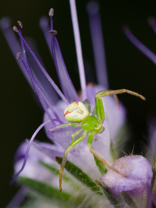 Insects