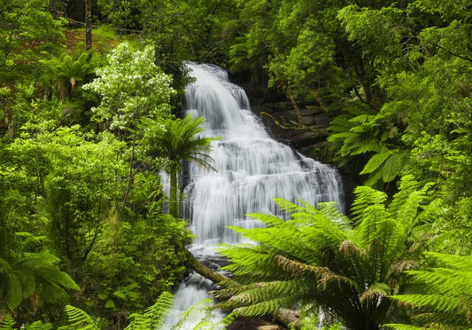 Ancient fern falls in The Otways