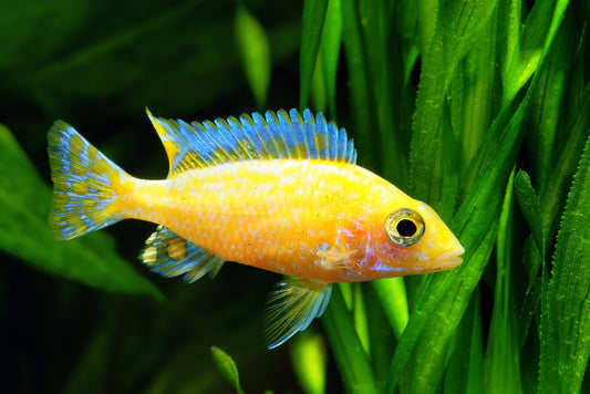 Fish / Aquatic