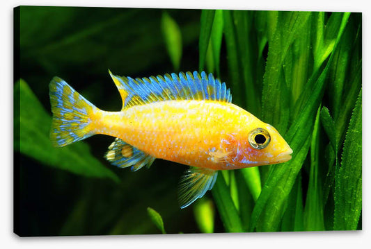 Fish / Aquatic