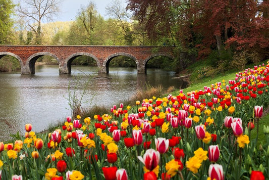 Narcissus in the tulips