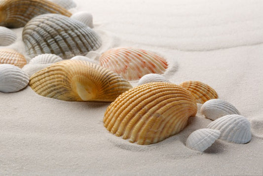 Shells on the sand
