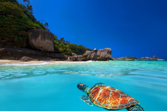 Tropical green turtle
