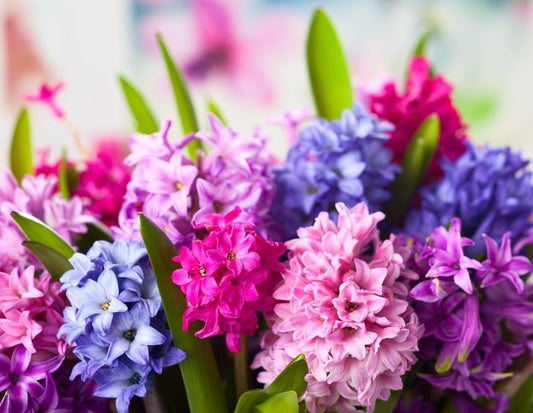 Hyacinth happiness
