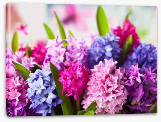Hyacinth happiness