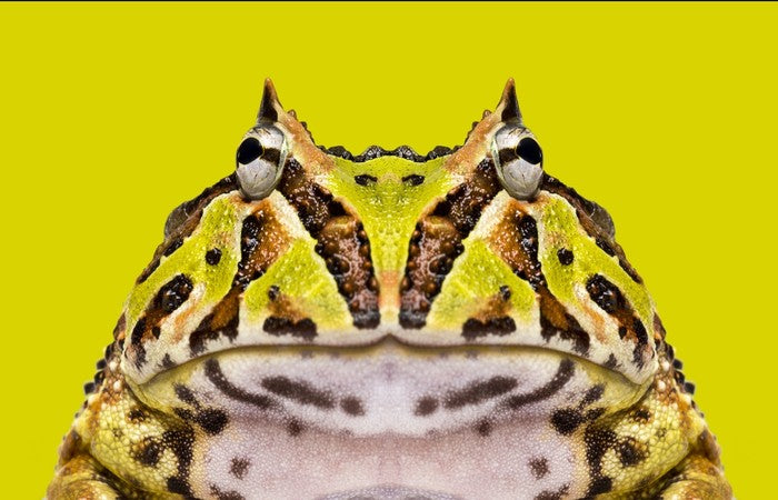 Reptiles / Amphibian