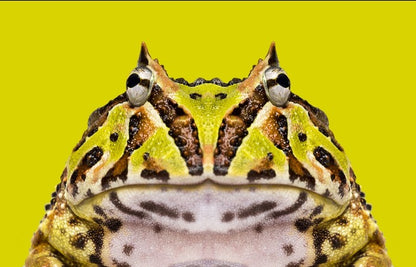 Reptiles / Amphibian