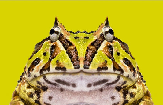 Reptiles / Amphibian