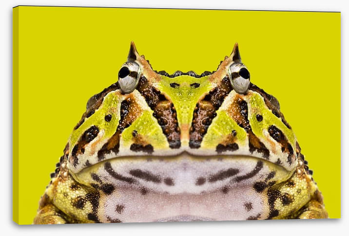 Reptiles / Amphibian