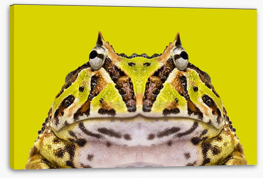 Reptiles / Amphibian
