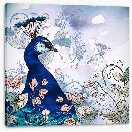 Peacock shadow