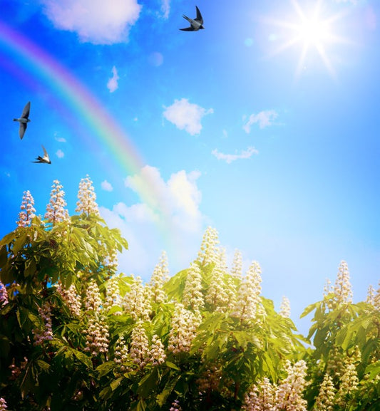 Rainbows