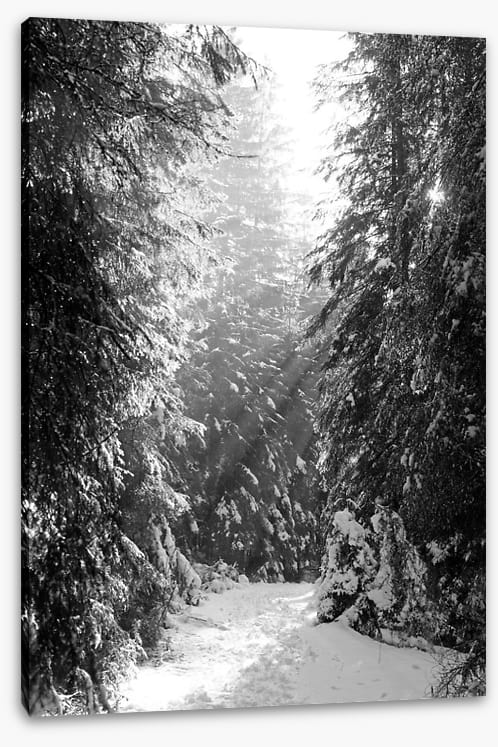 Between the fir trees