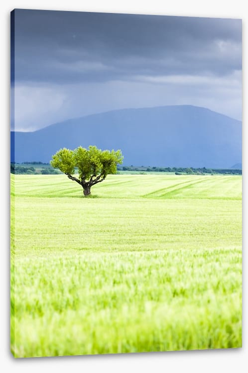 The lonesome tree