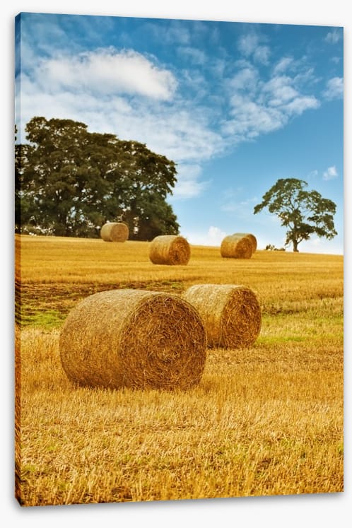 Hay bale harvest