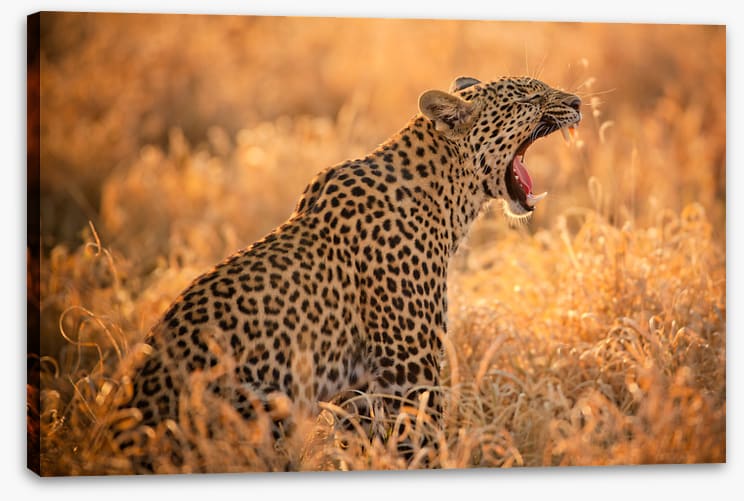 Big yawn