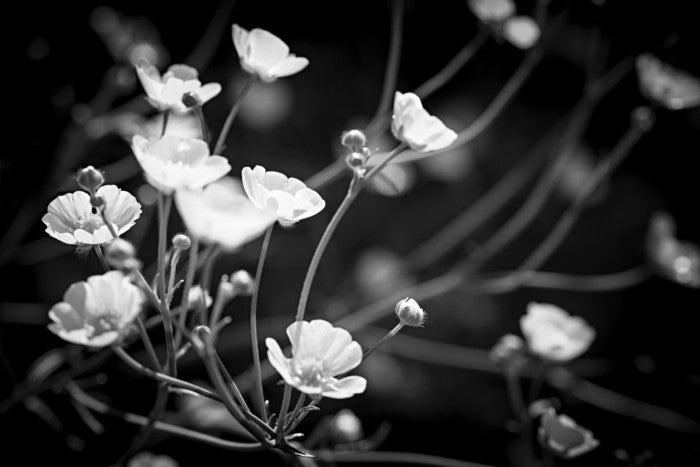 Buttercups on black