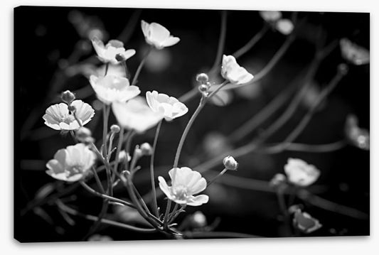 Buttercups on black