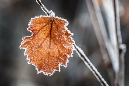 The last Autmn leaf