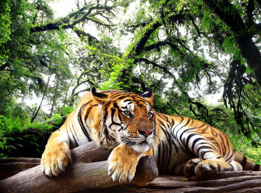 Tired tiger