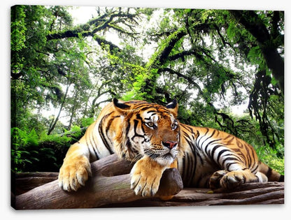 Tired tiger