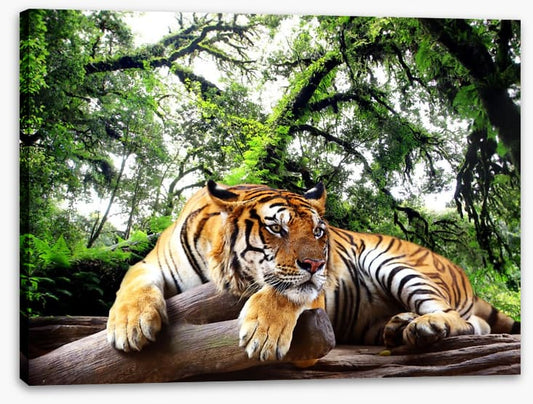Tired tiger