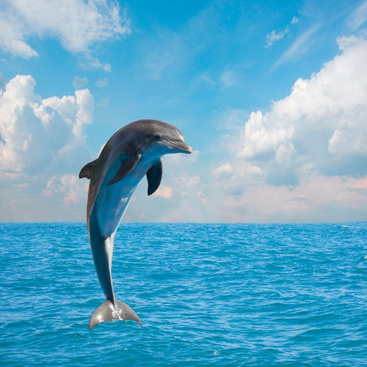 Jumping dolphin