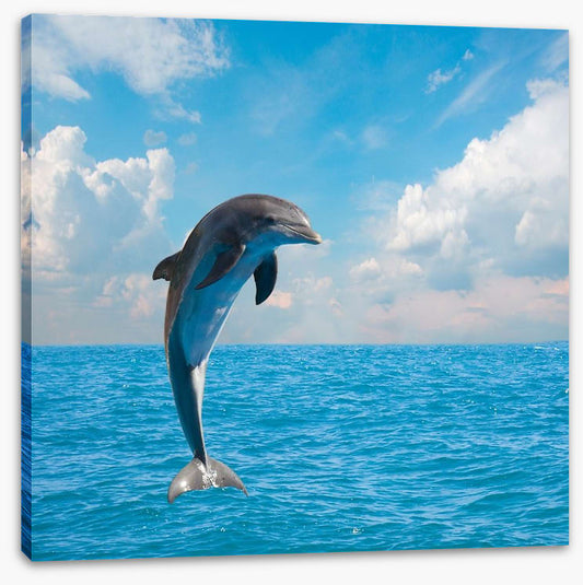 Jumping dolphin