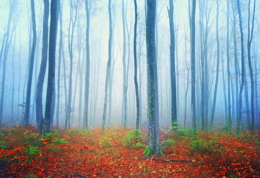 Autumn fairytale forest