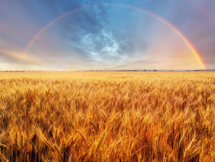 Rainbow over the wheat