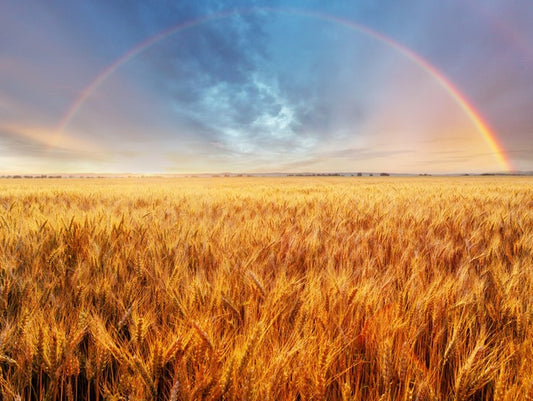 Rainbow over the wheat