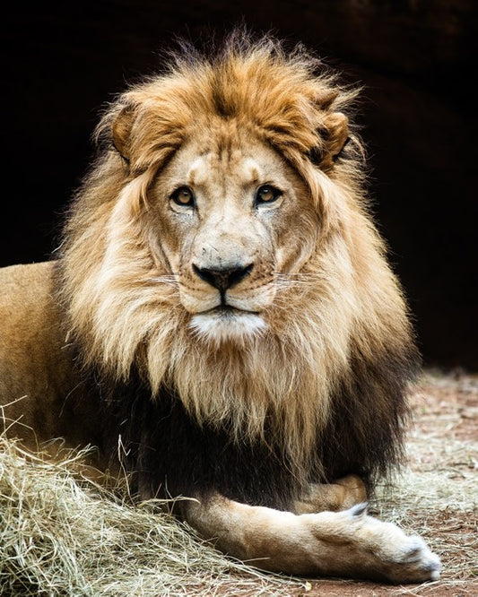 The lion king