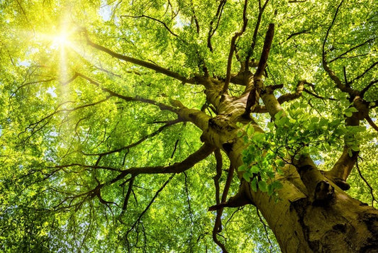 Sunbeam through the Beech
