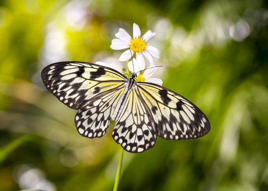 Insects