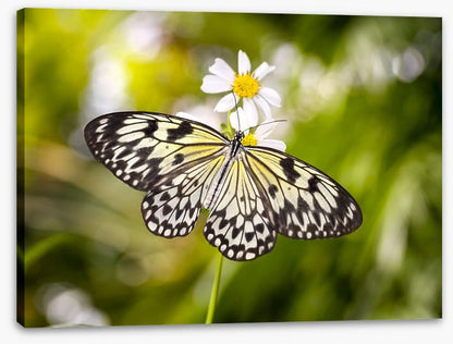 Insects