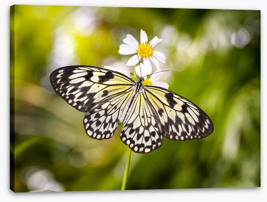 Insects