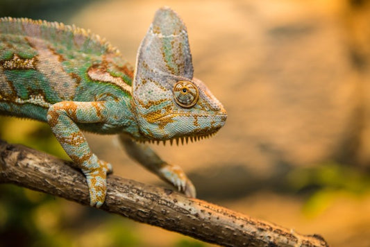 Reptiles / Amphibian