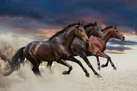 Sandy gallop