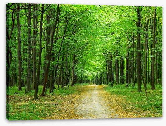 Emerald forest path
